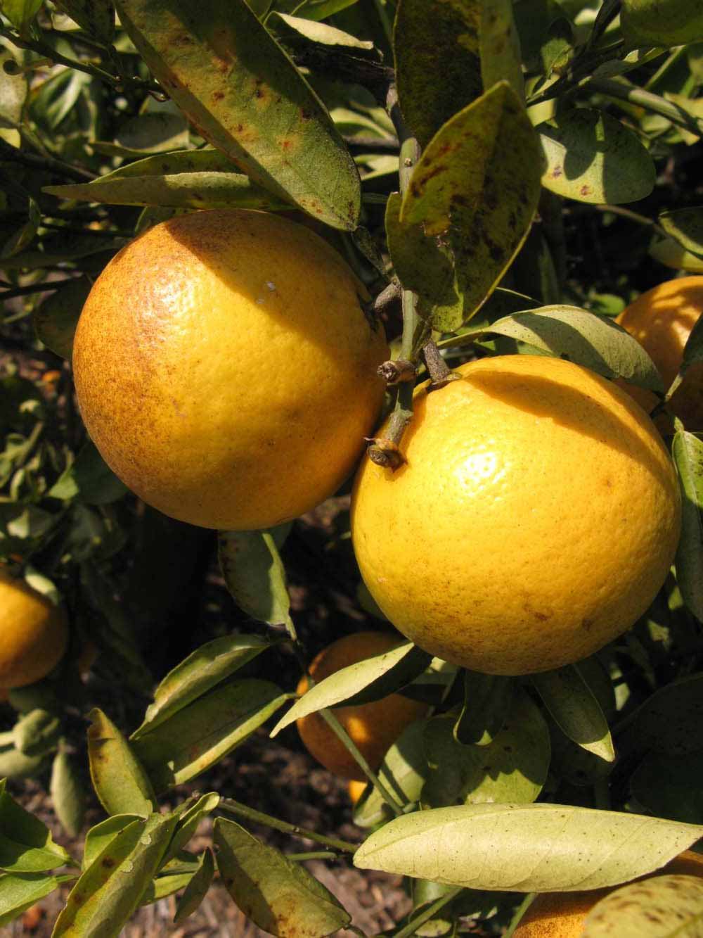              Fruit (Winter Haven, FL)       